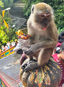 Monkey eating a snack