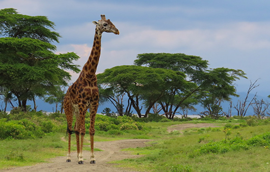 Giraffe in Kenya