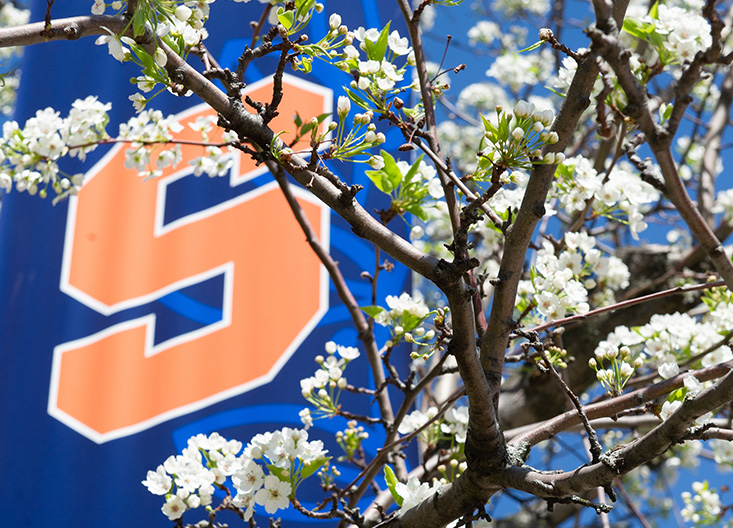 Syracuse banner on campus by a cherry blossom tree