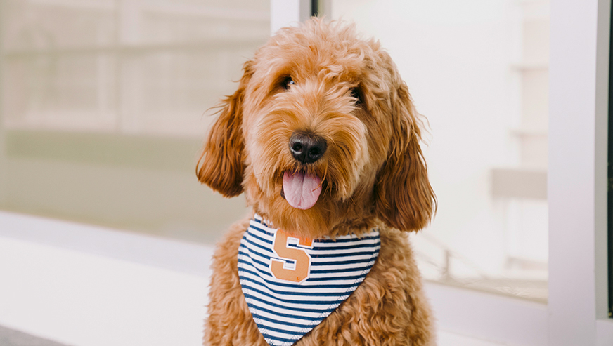 Bauer the Goldendoodle wearing an SU bandana